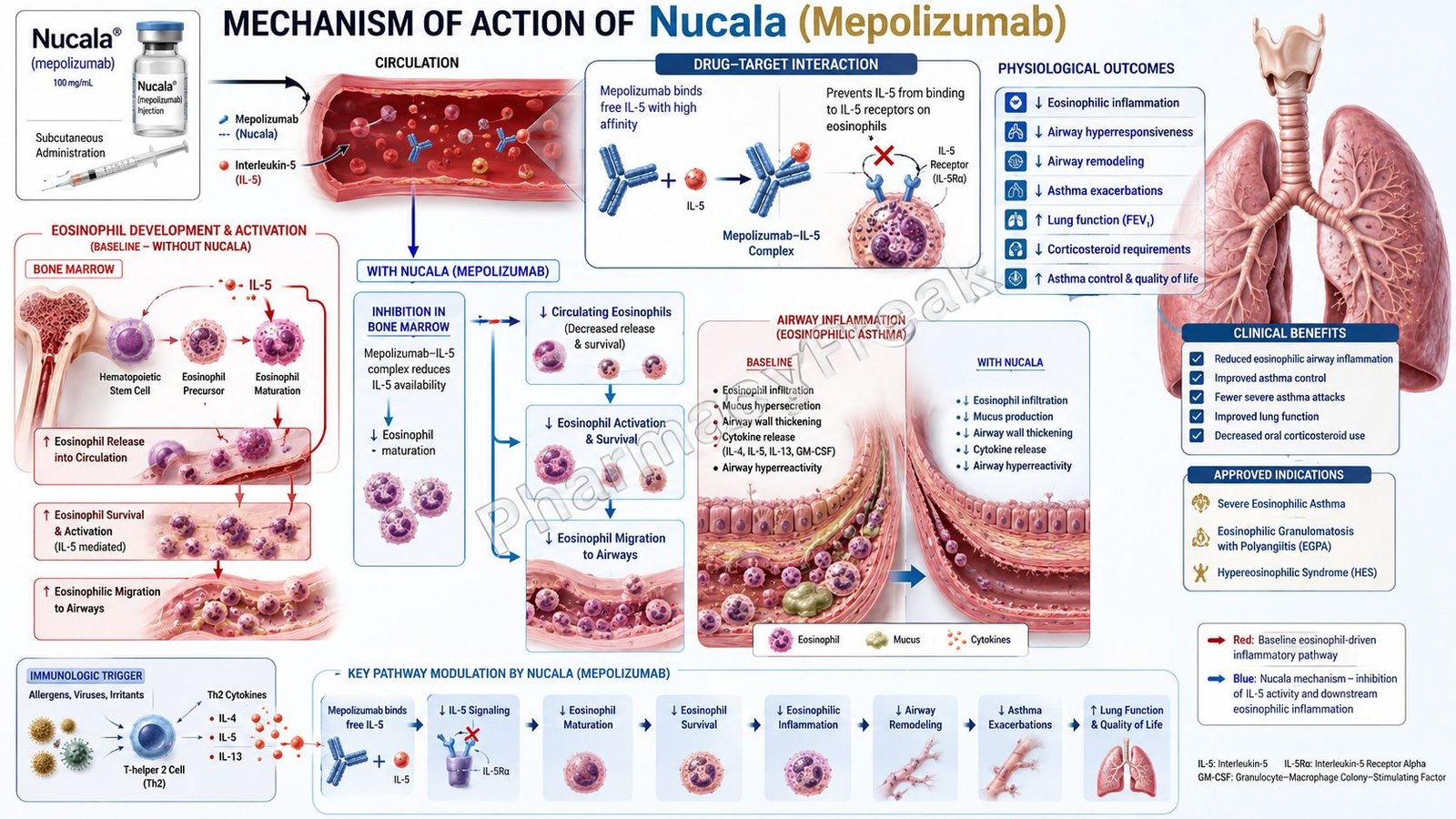 Nucala (Mepolizumab) Mechanism of action