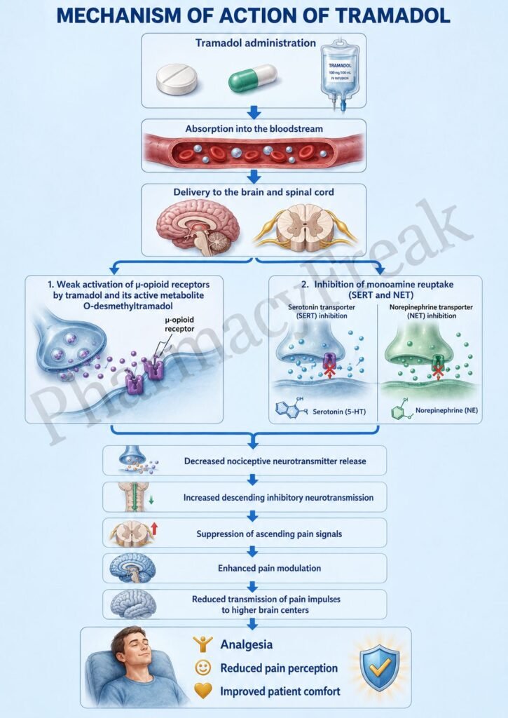 Mechanism of Action of Tramadol Flowchart