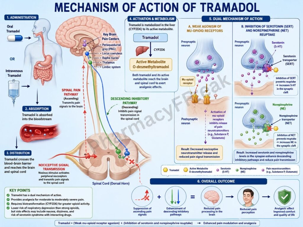 Mechanism of action of Tramadol