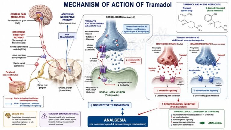 MOA of Tramadol