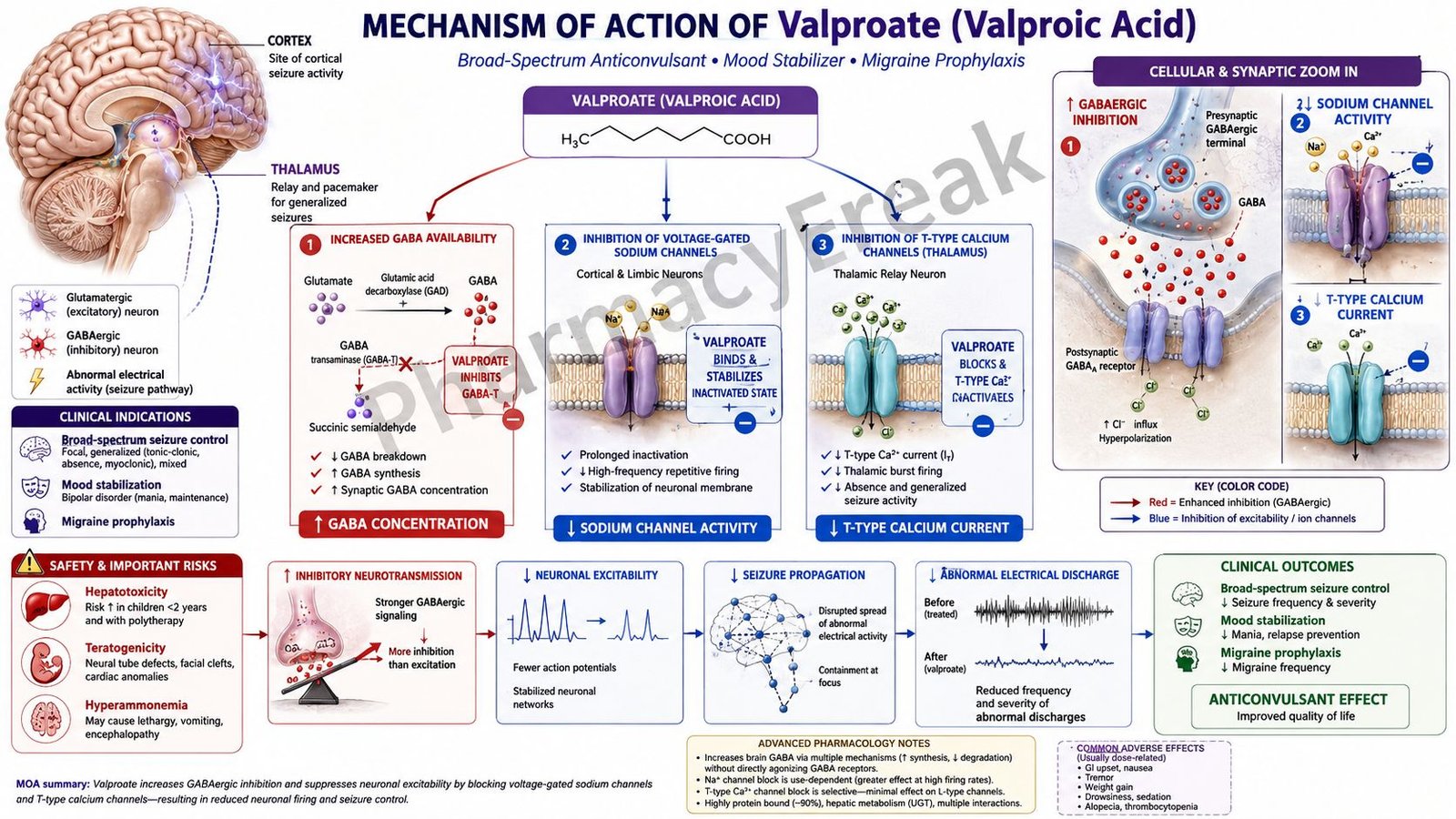 Mechanism of action of Valproate