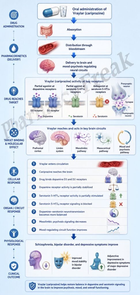 Mechanism of Action of Vraylar Flowchart