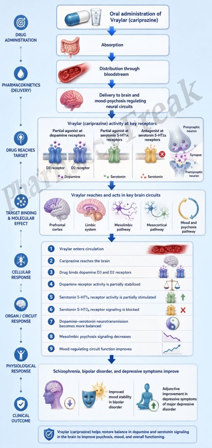 Vraylar Rash Mechanism of Action of Vraylar