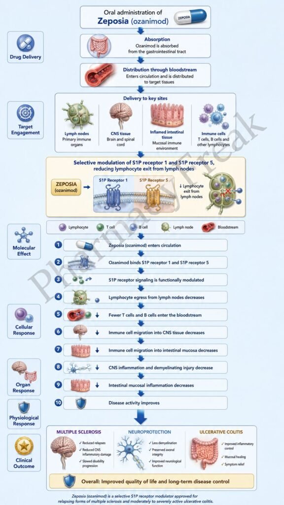 Mechanism of Action of Zeposia Flowchart
