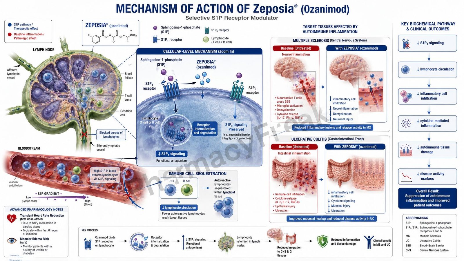 Mechanism of Action of Zeposia