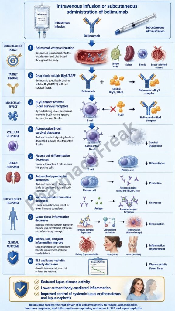 Mechanism of Action of Belimumab Flowchart