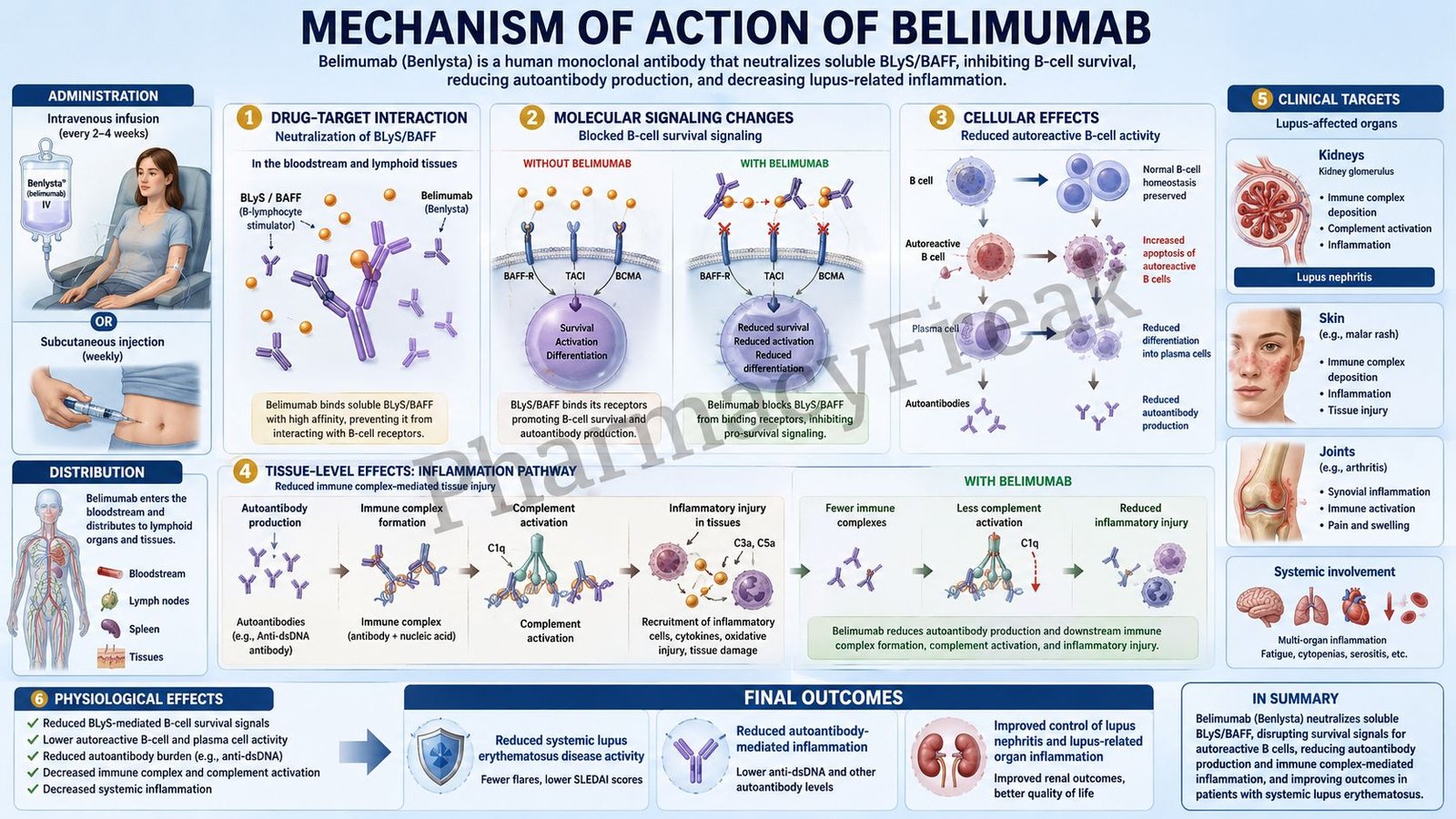 Belimumab Mechanism of Action
