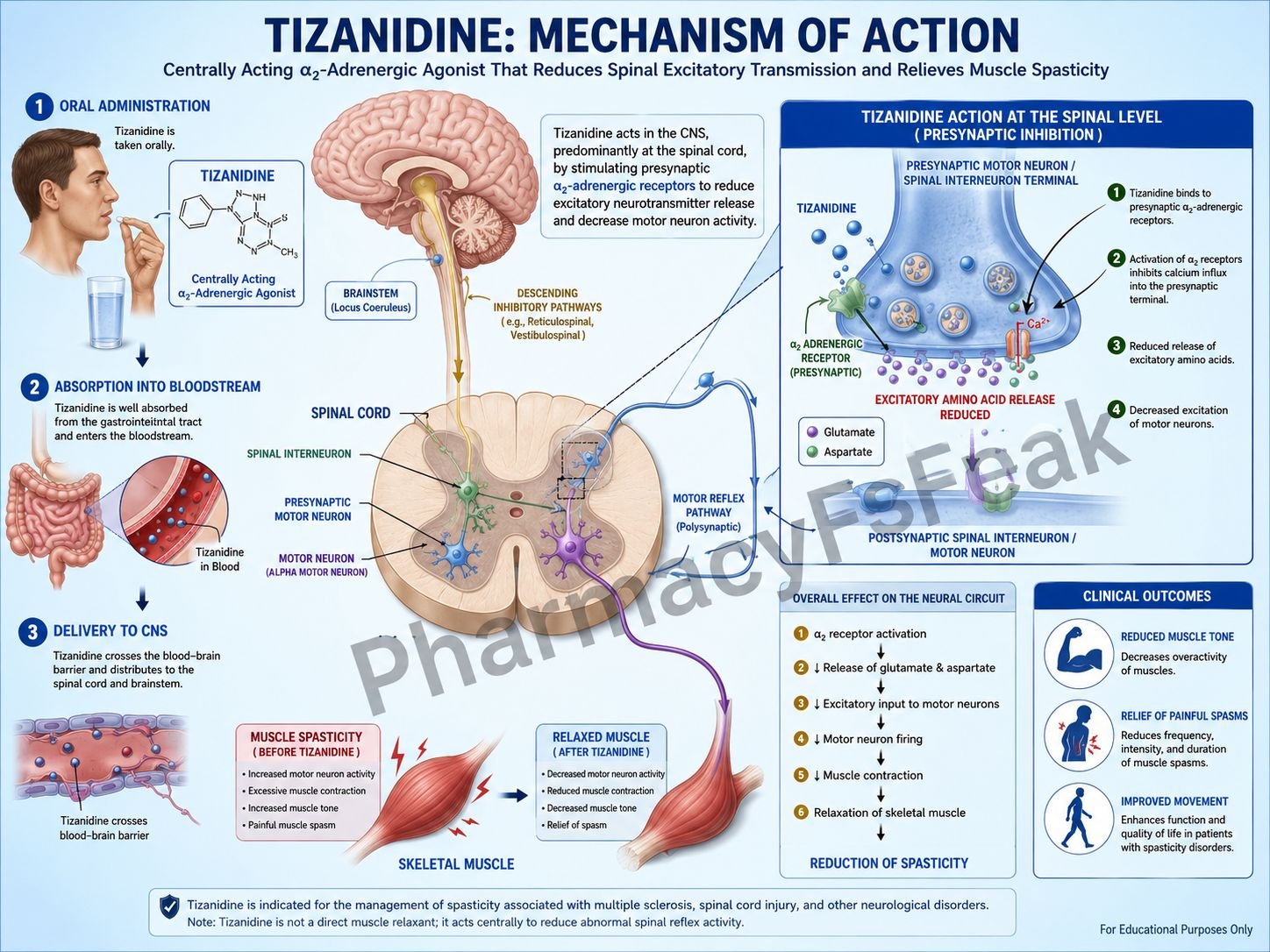 Mechanism of action of Tizanidine