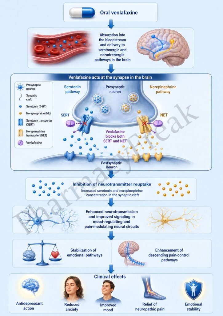 Mechanism of Action of Venlafaxine Flowchart