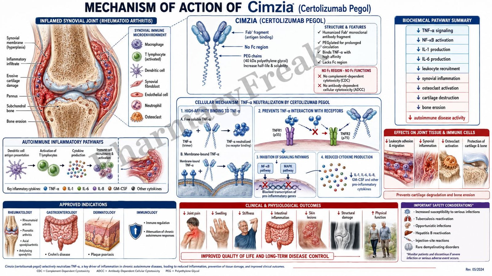 Mechanism of Action of Cimzia