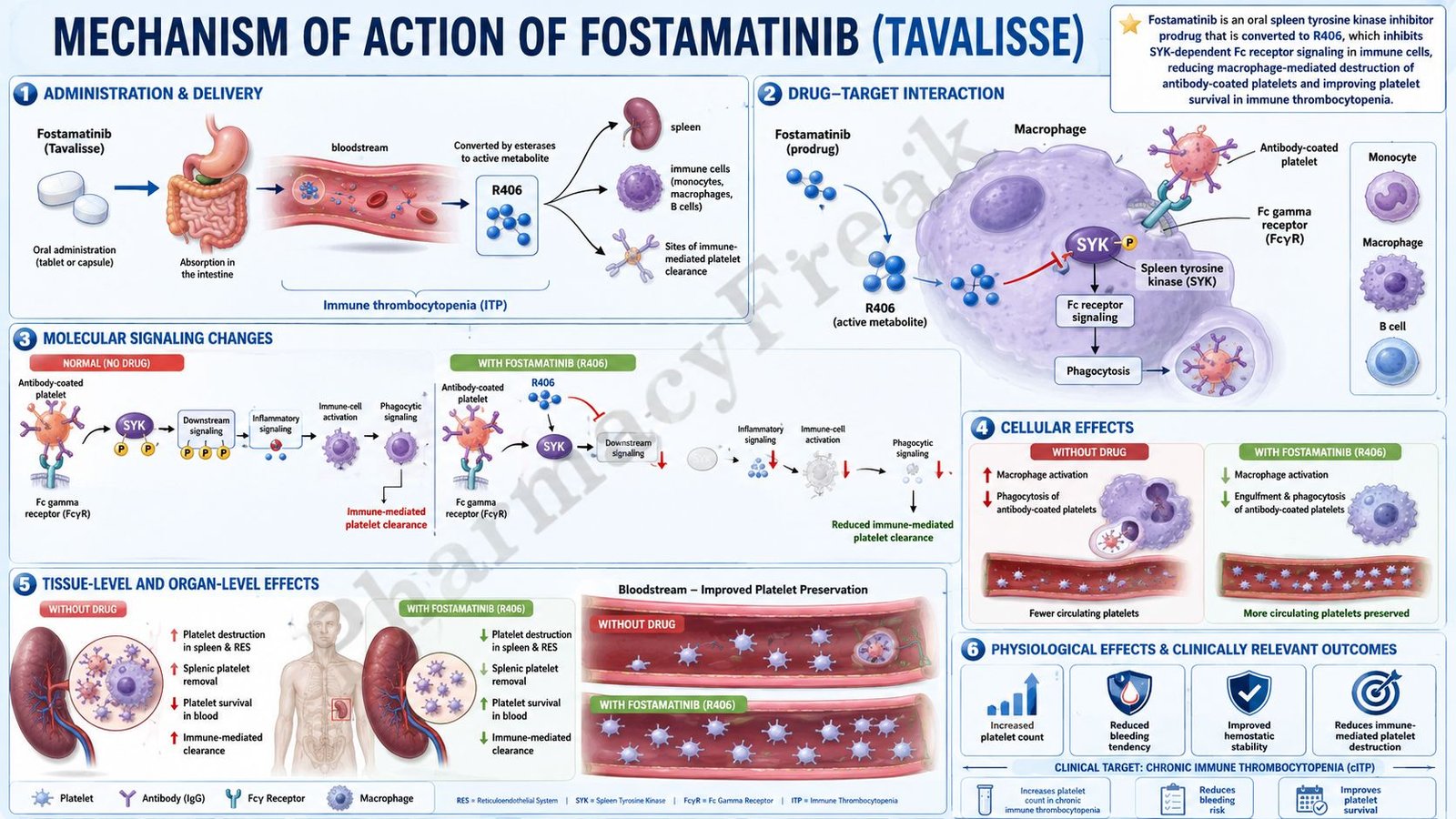 Fostamatinib Mechanism of Action