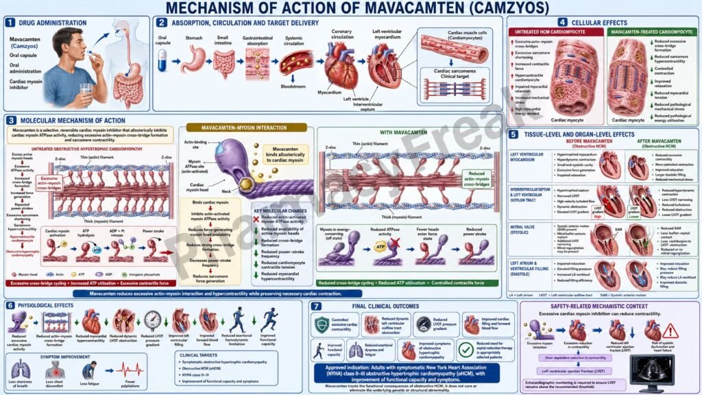 Camzyos Mechanism of Action