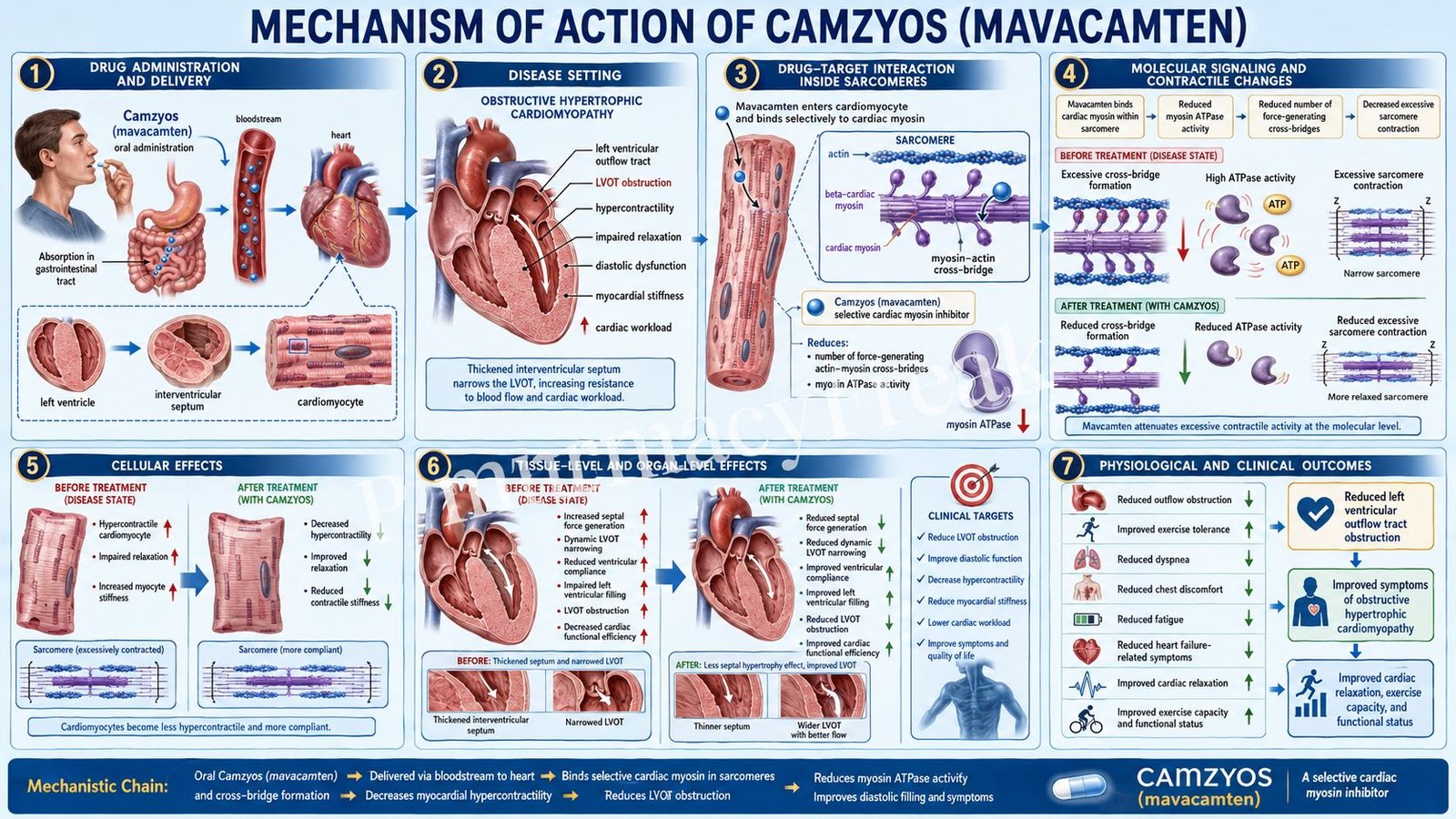 Mechanism of Action of Camzyos
