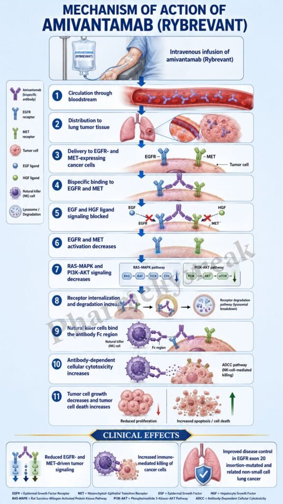 Mechanism of Action of Amivantamab Flowchart