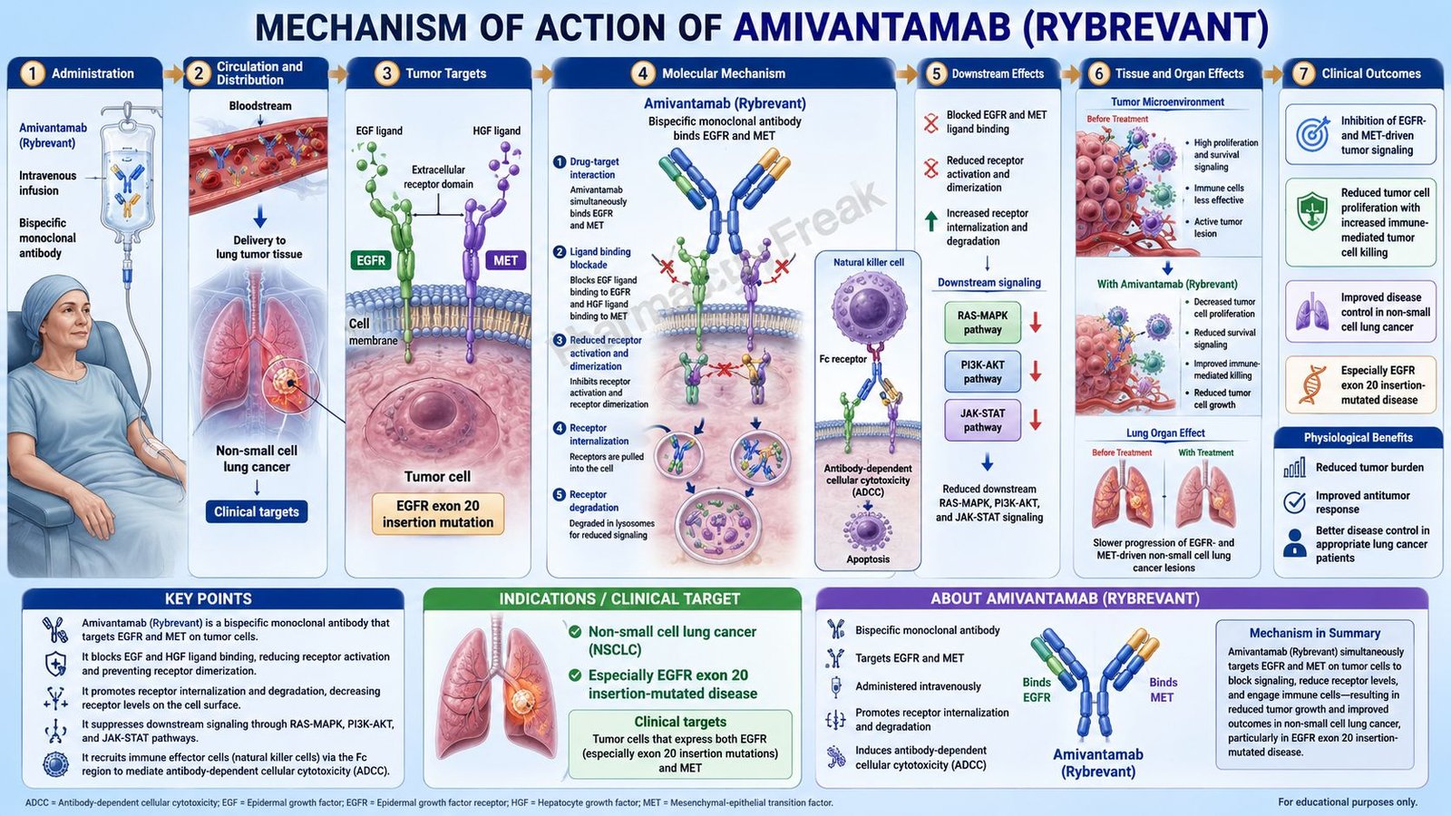 Amivantamab Mechanism of Action