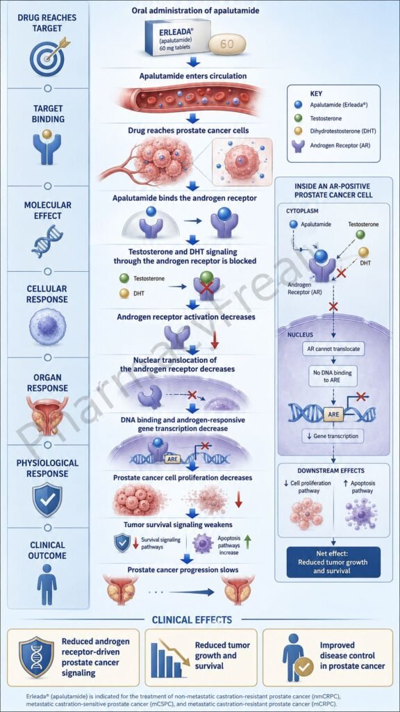 Mechanism of Action of Apalutamide Flowchart