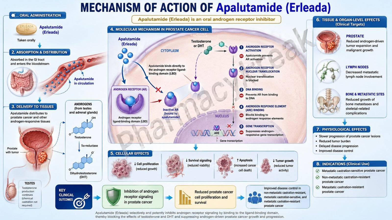 Mechanism of Action of Apalutamide