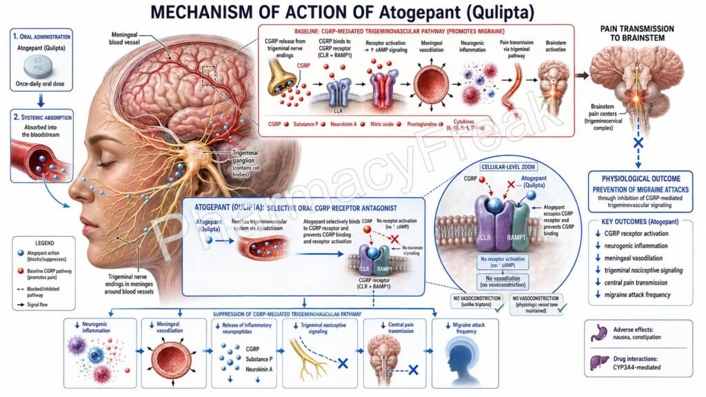 Atogepant Mechanism of Action