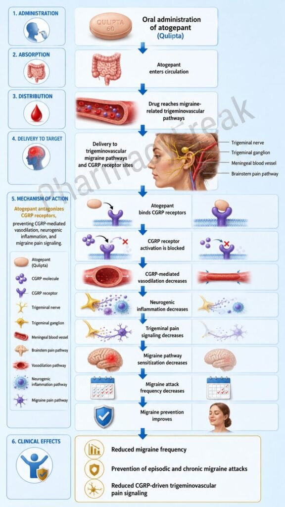 Mechanism of Action of Atogepant Flowchart