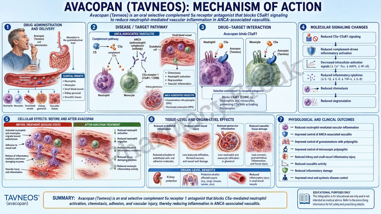 Mechanism of Action of Avacopan