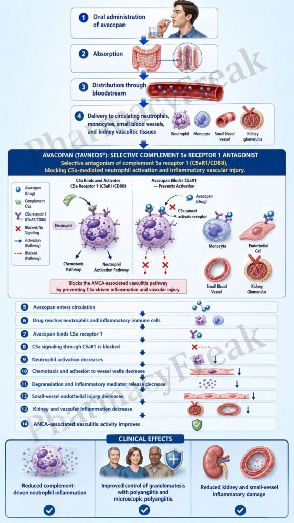Mechanism of Action of Avacopan Flowchart