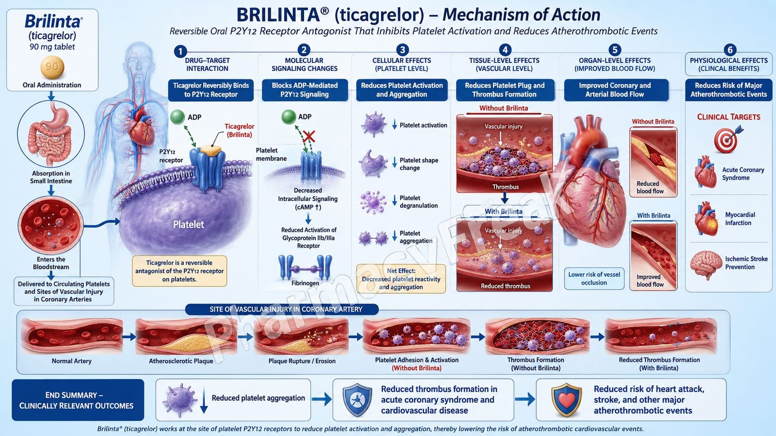 Mechanism of Action of Brilinta