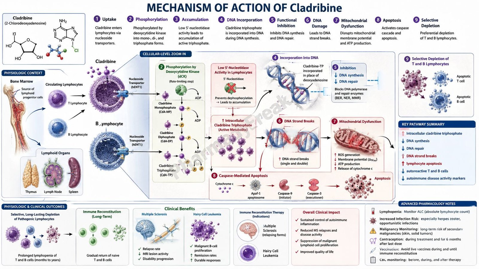 Mechanism of Action of Cladribine
