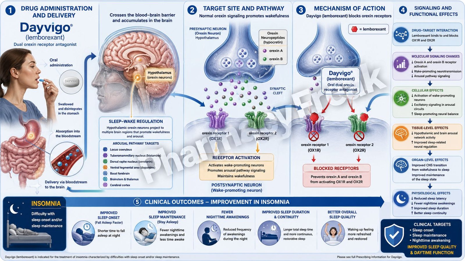 Mechanism of Action of Dayvigo