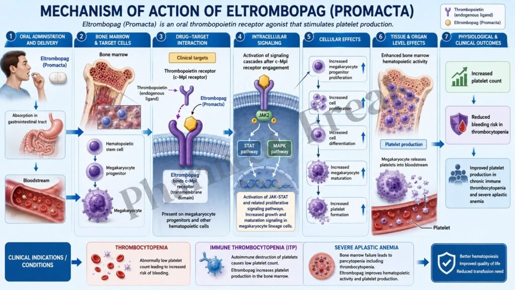 Mechanism of Action of Eltrombopag
