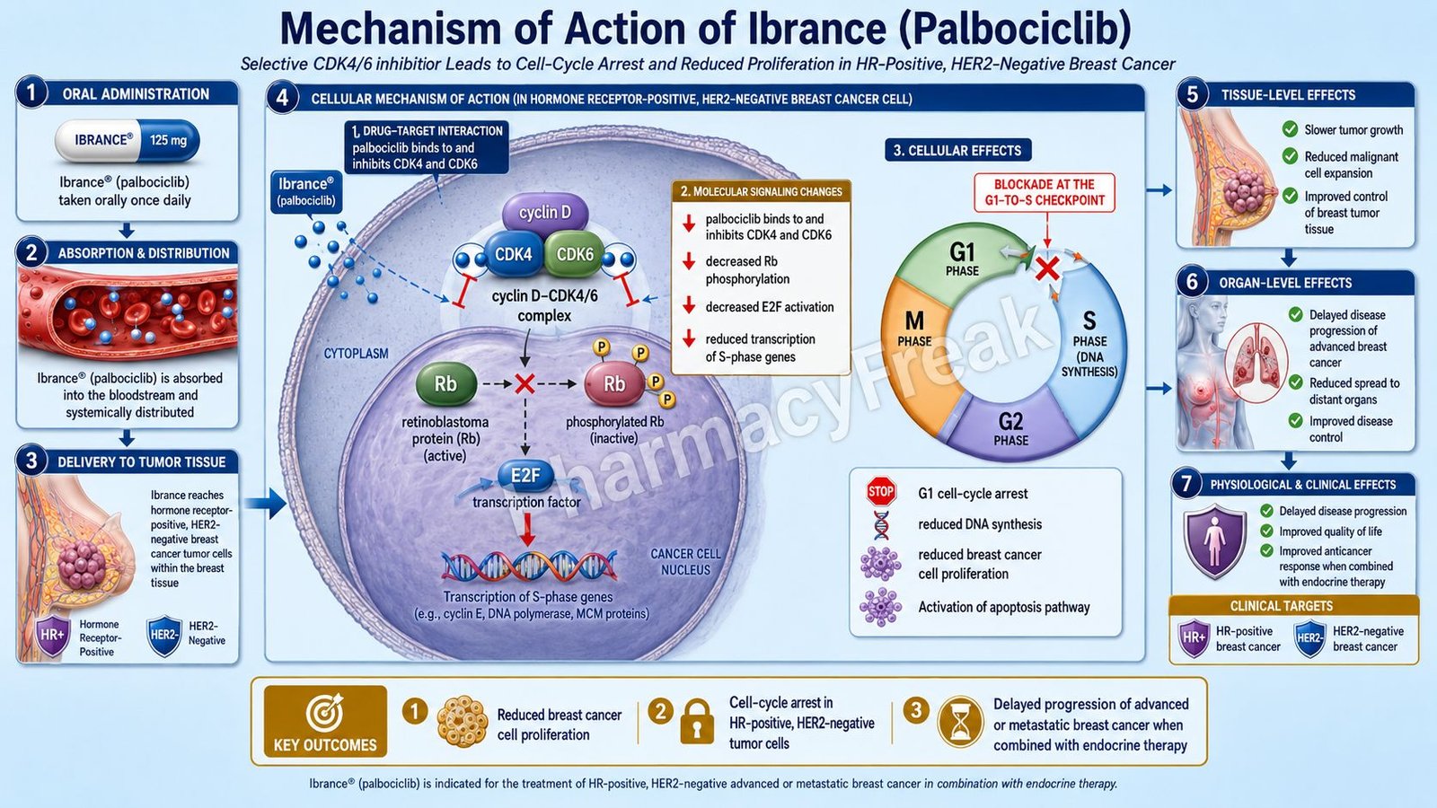 Mechanism of Action of Ibrance