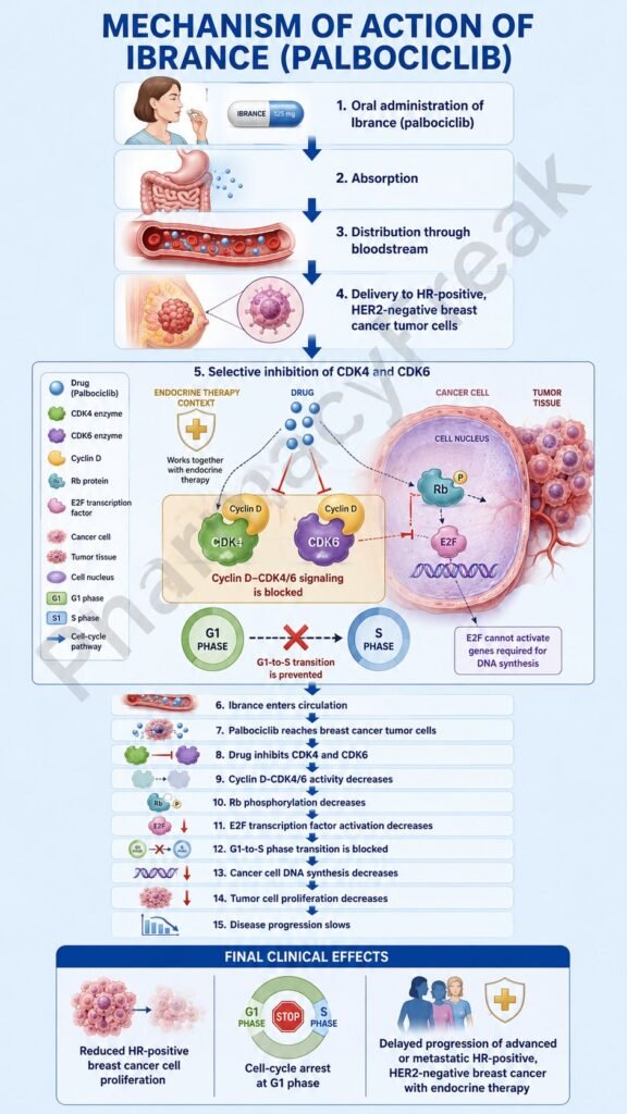 Mechanism of Action of Ibrance Flowchart