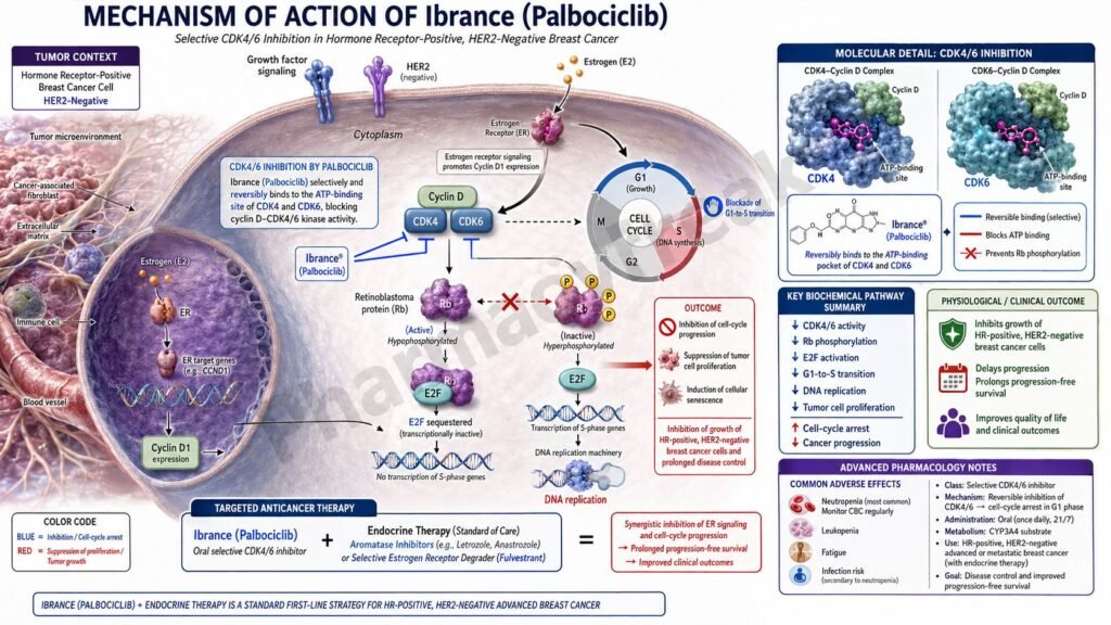 Ibrance Mechanism of Action
