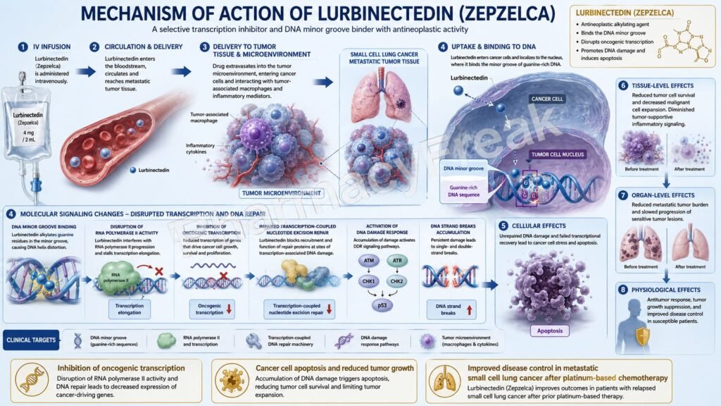 Lurbinectedin Mechanism of Action