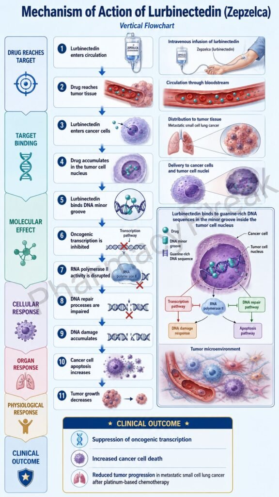 Mechanism of Action of Lurbinectedin Flowchart
