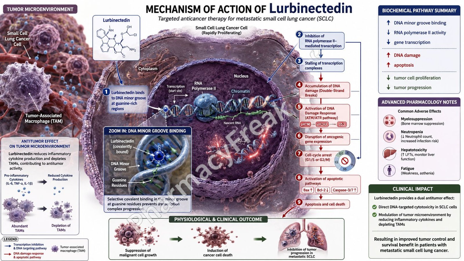Mechanism of Action of Lurbinectedin