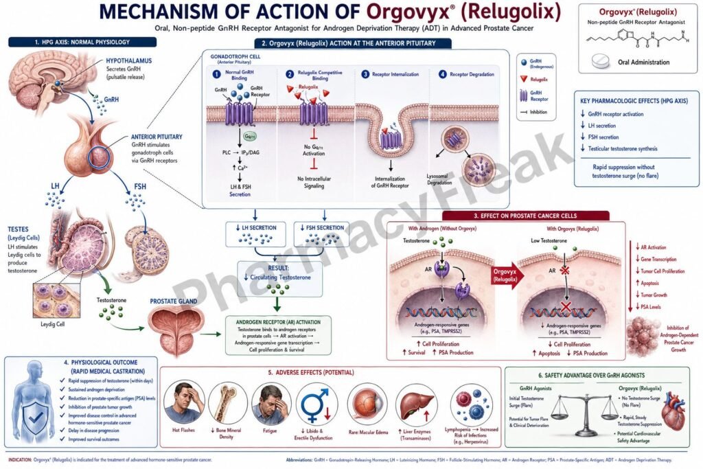 Mechanism of Action of Orgovyx