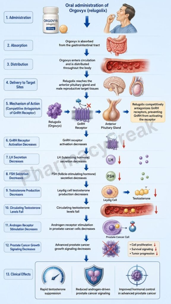 Mechanism of Action of Orgovyx Flowchart