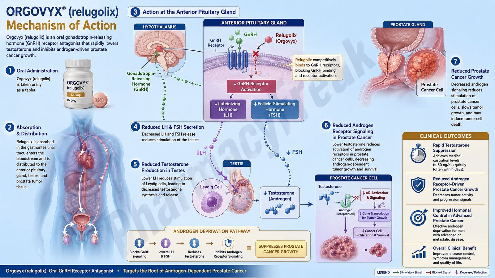 Orgovyx Mechanism of Action