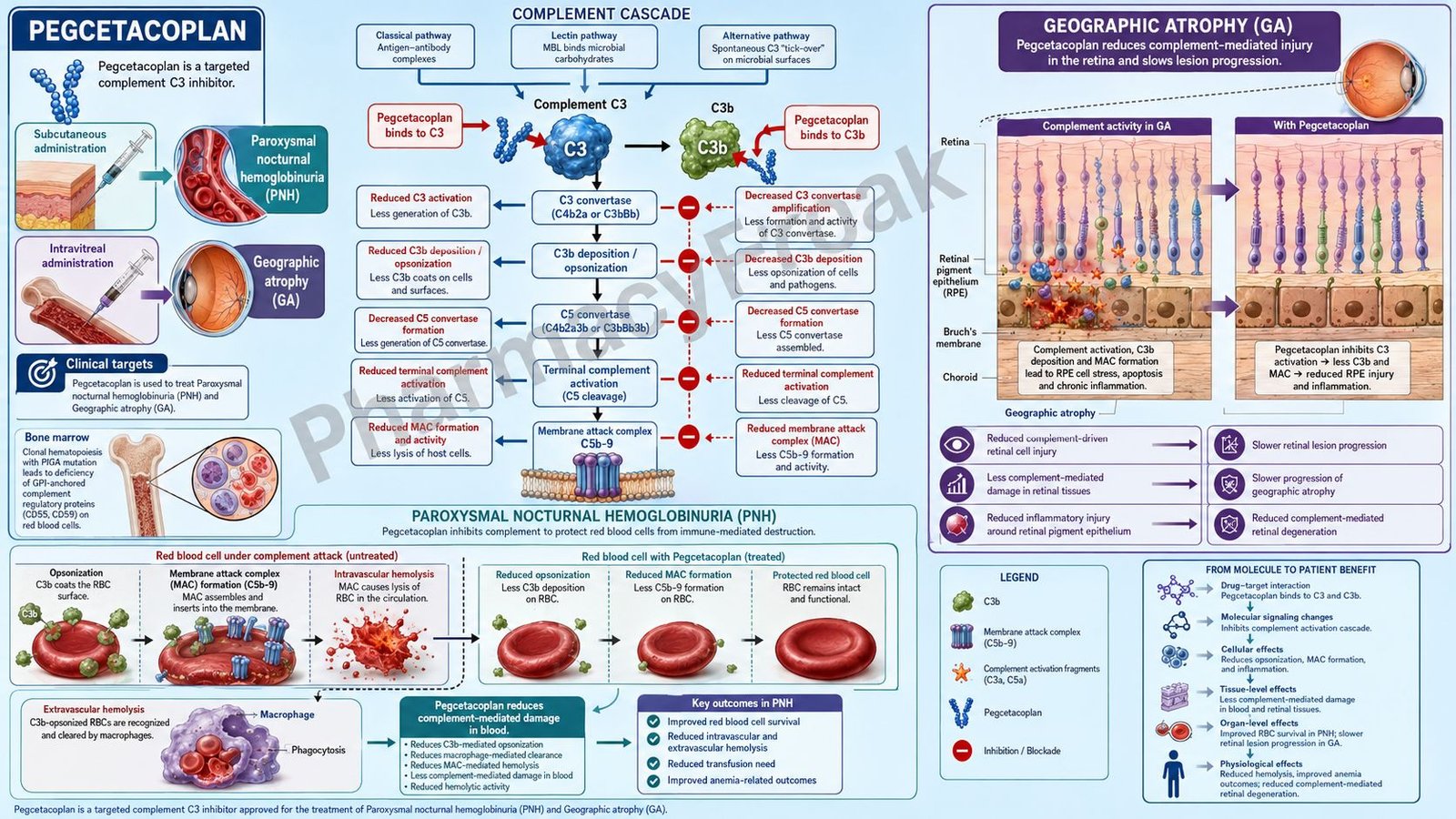 Pegcetacoplan Mechanism of Action