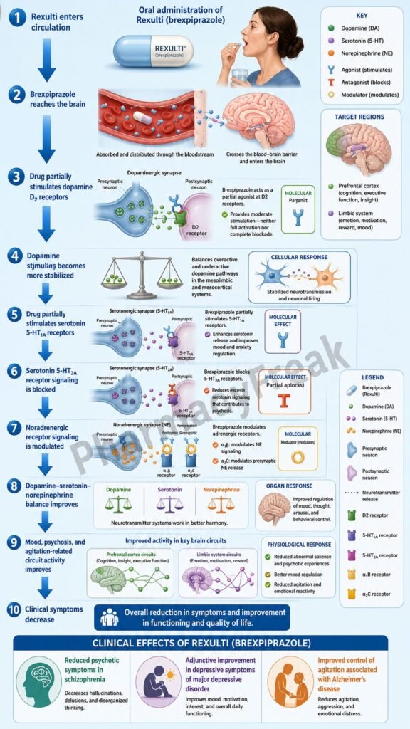 Mechanism of Action of Rexulti Flowchart