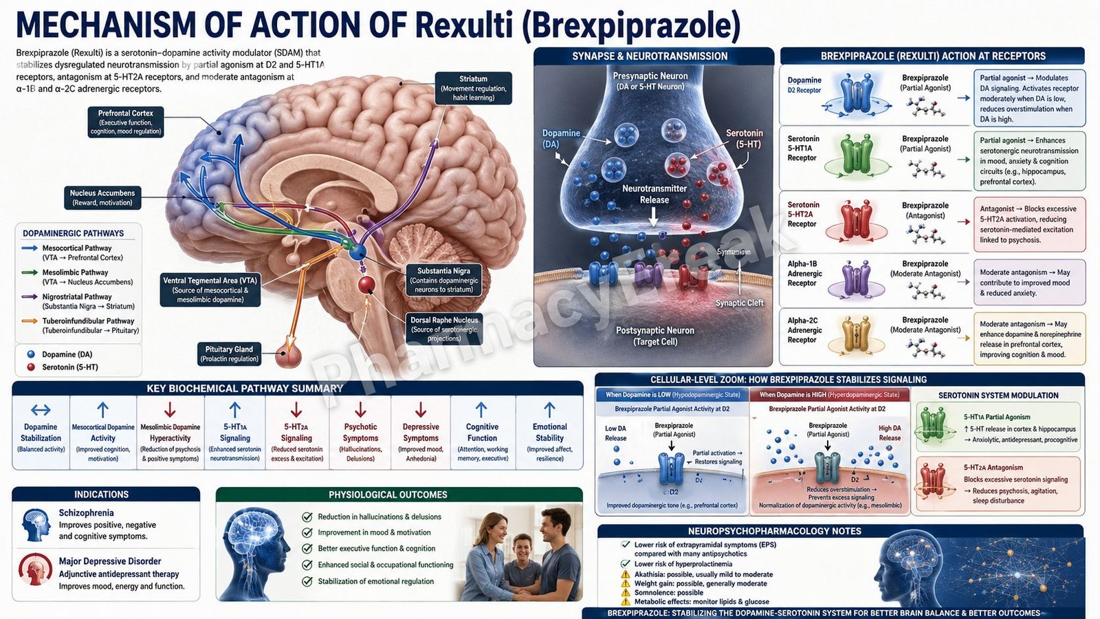 Mechanism of Action of Rexulti