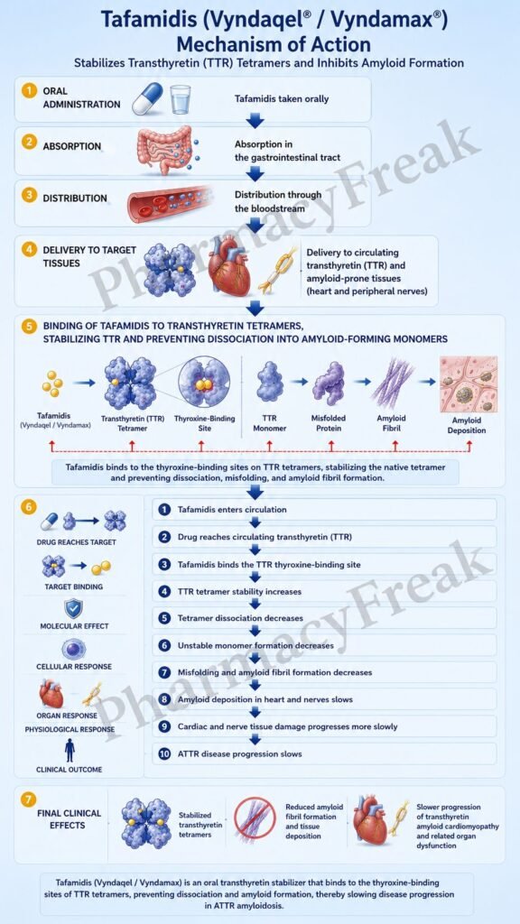Mechanism of Action of Tafamidis Flowchart