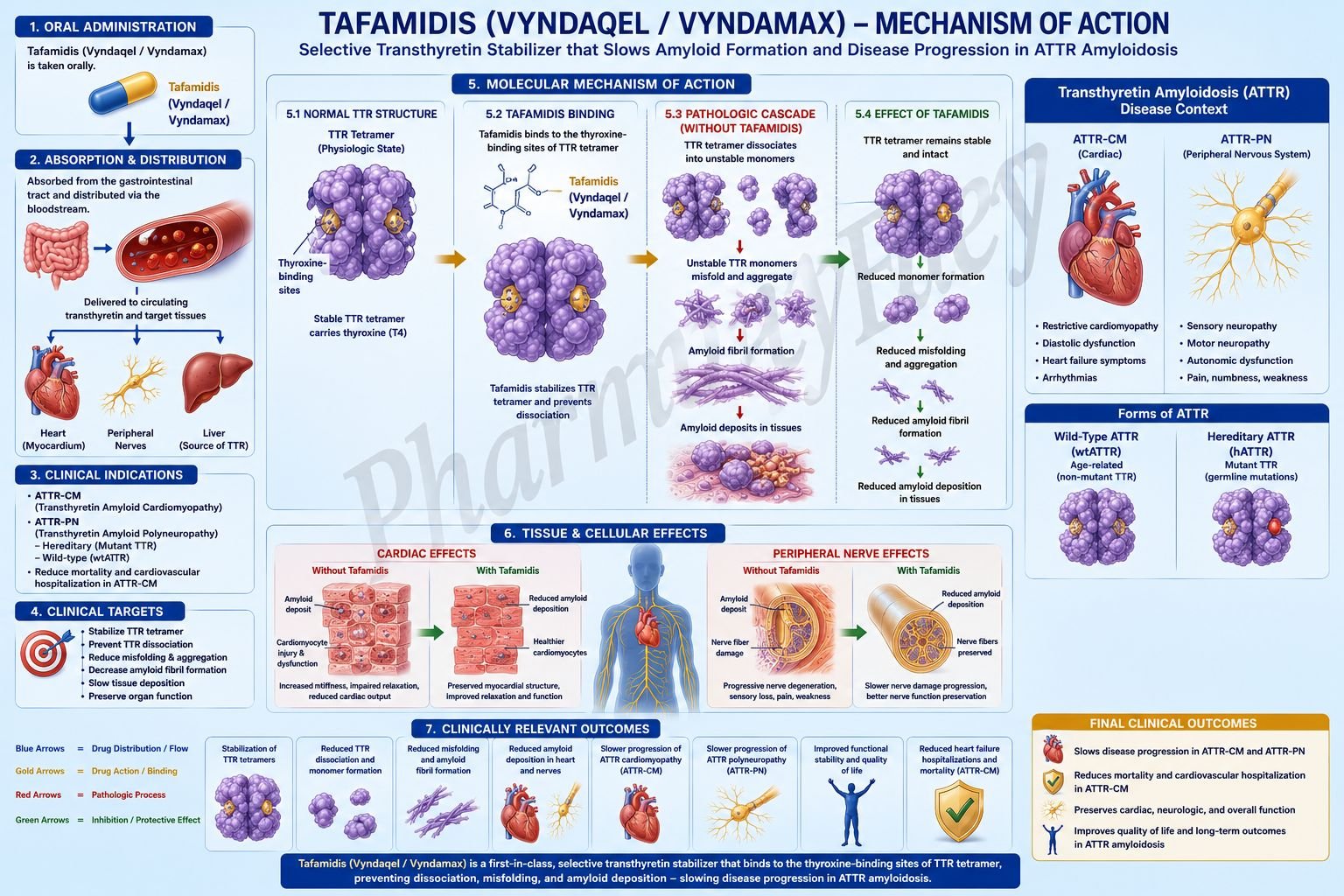 Tafamidis Mechanism of Action