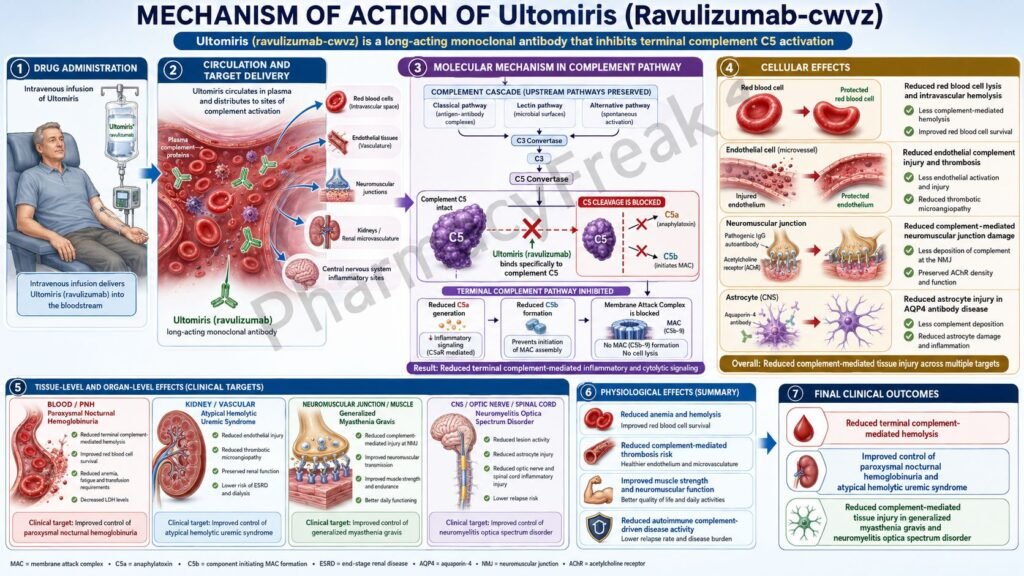 Mechanism of Action of Ultomiris