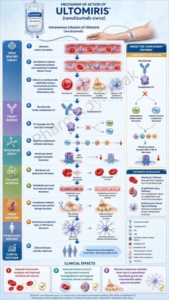 Mechanism of Action of Ultomiris Flowchart