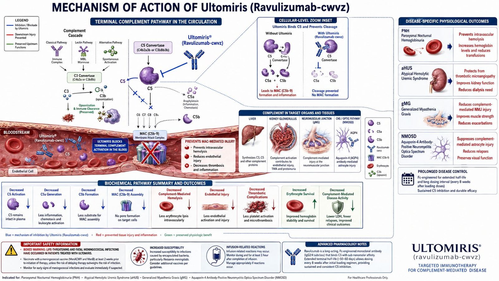 Ultomiris Mechanism of Action