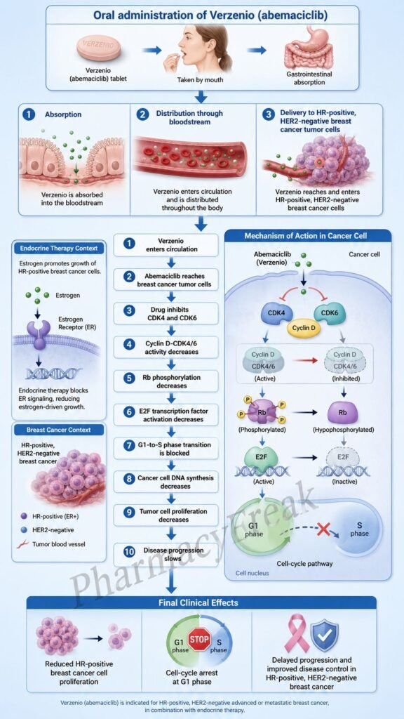 Mechanism of Action of Verzenio Flowchart