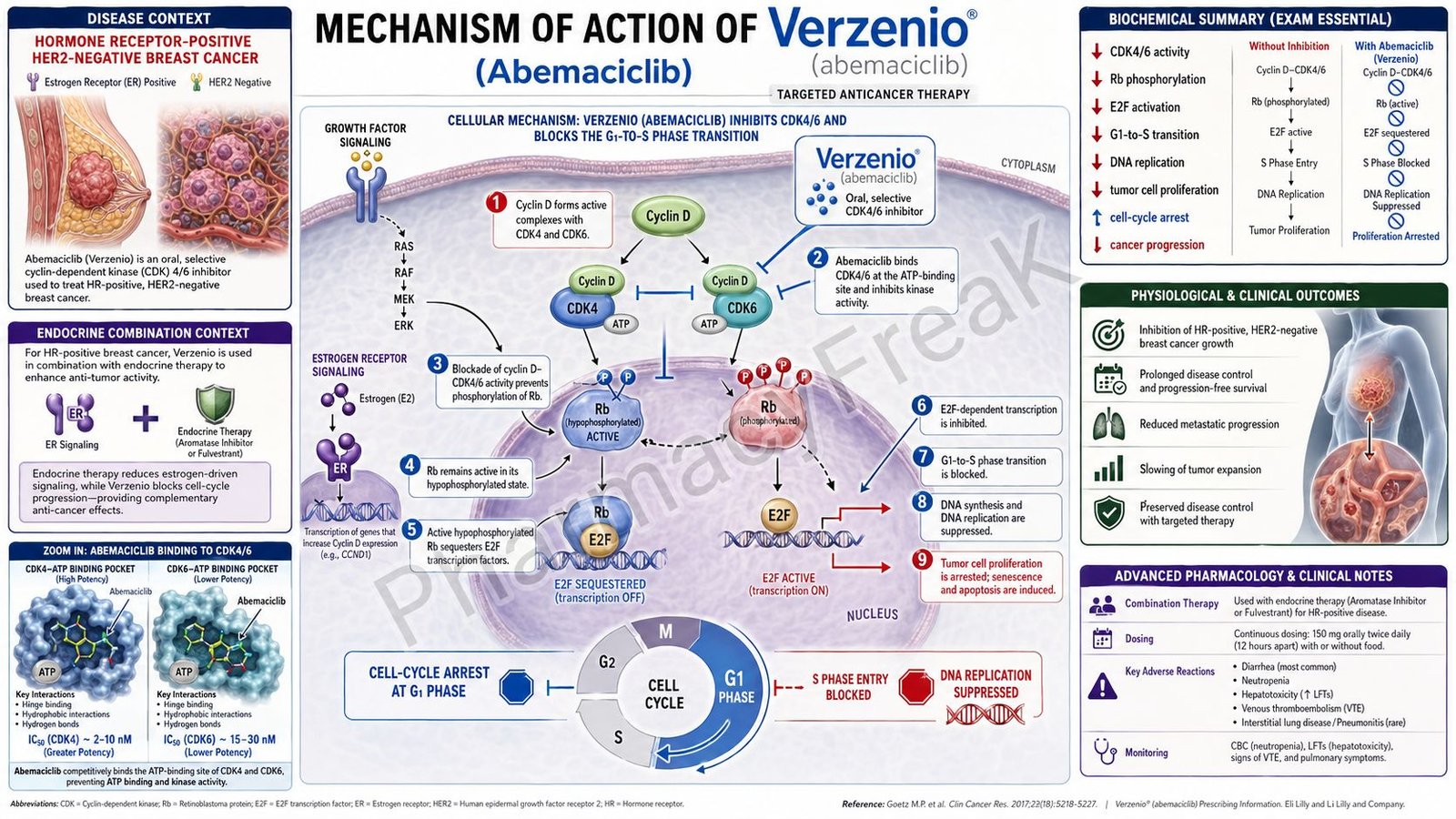 Mechanism of Action of Verzenio