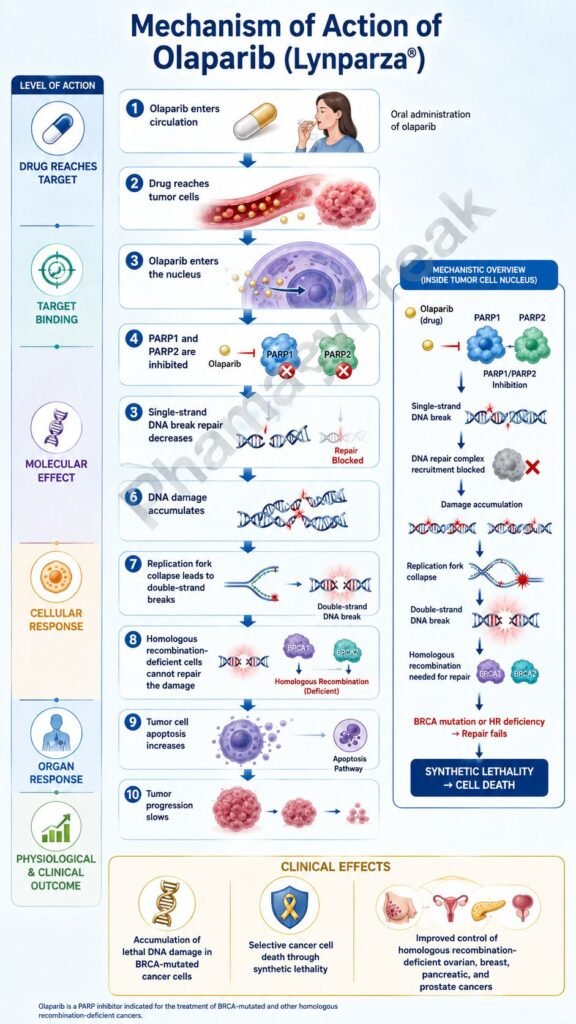 Mechanism of Action of Olaparib Flowchart