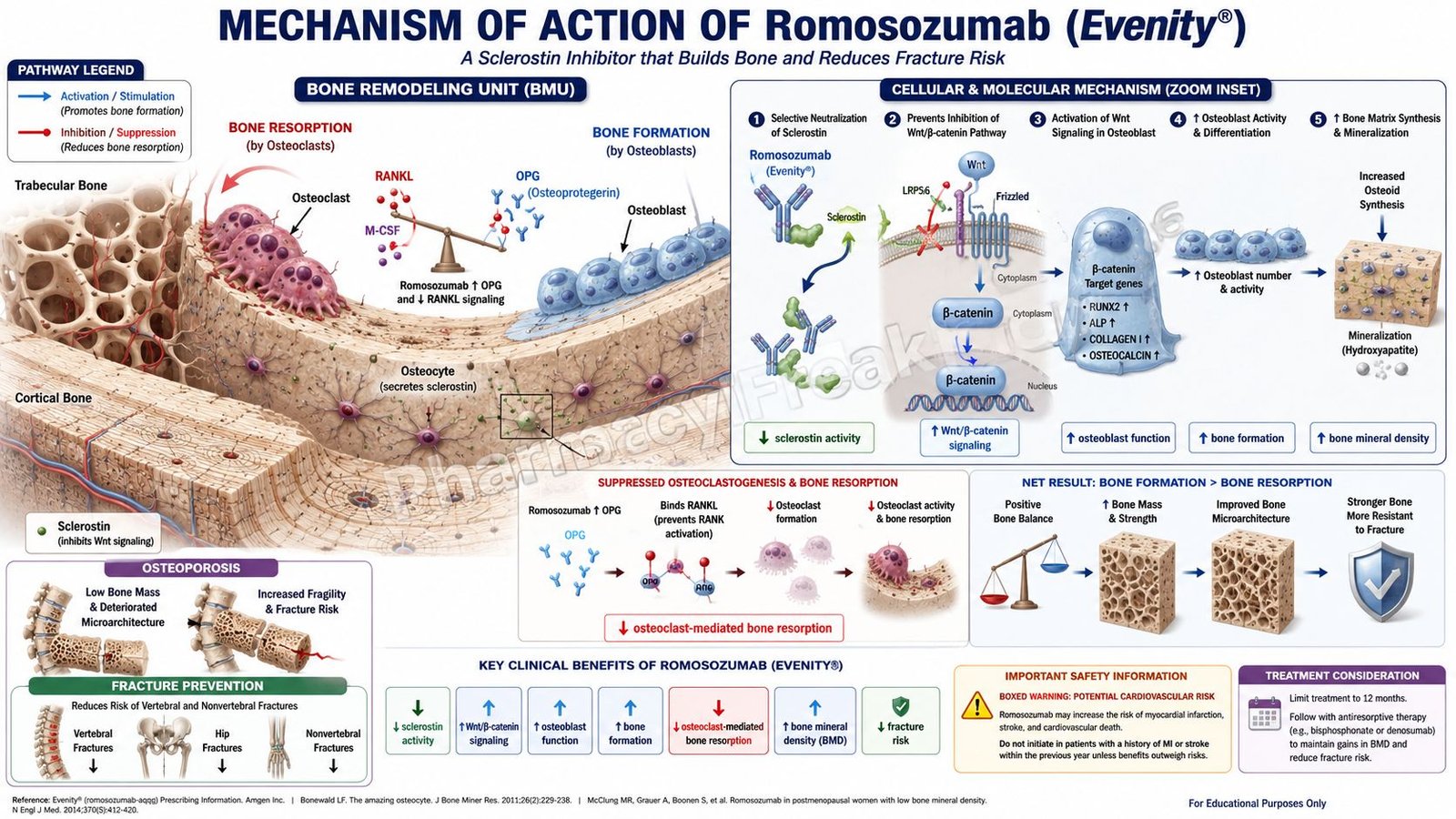 Mechanism of Action of Romosozumab